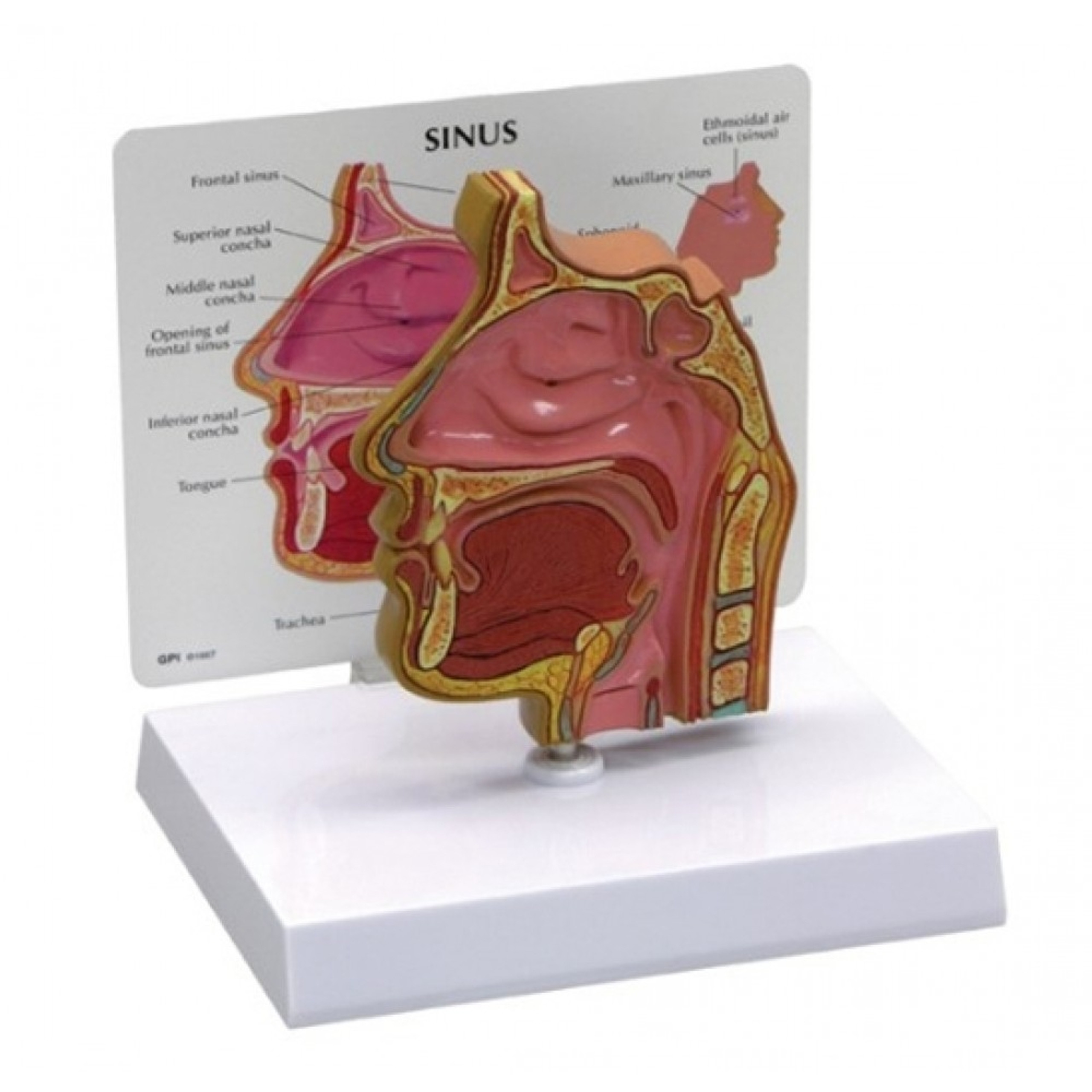 ENT Anatomy Collection Ear Nose Throat Chart Models