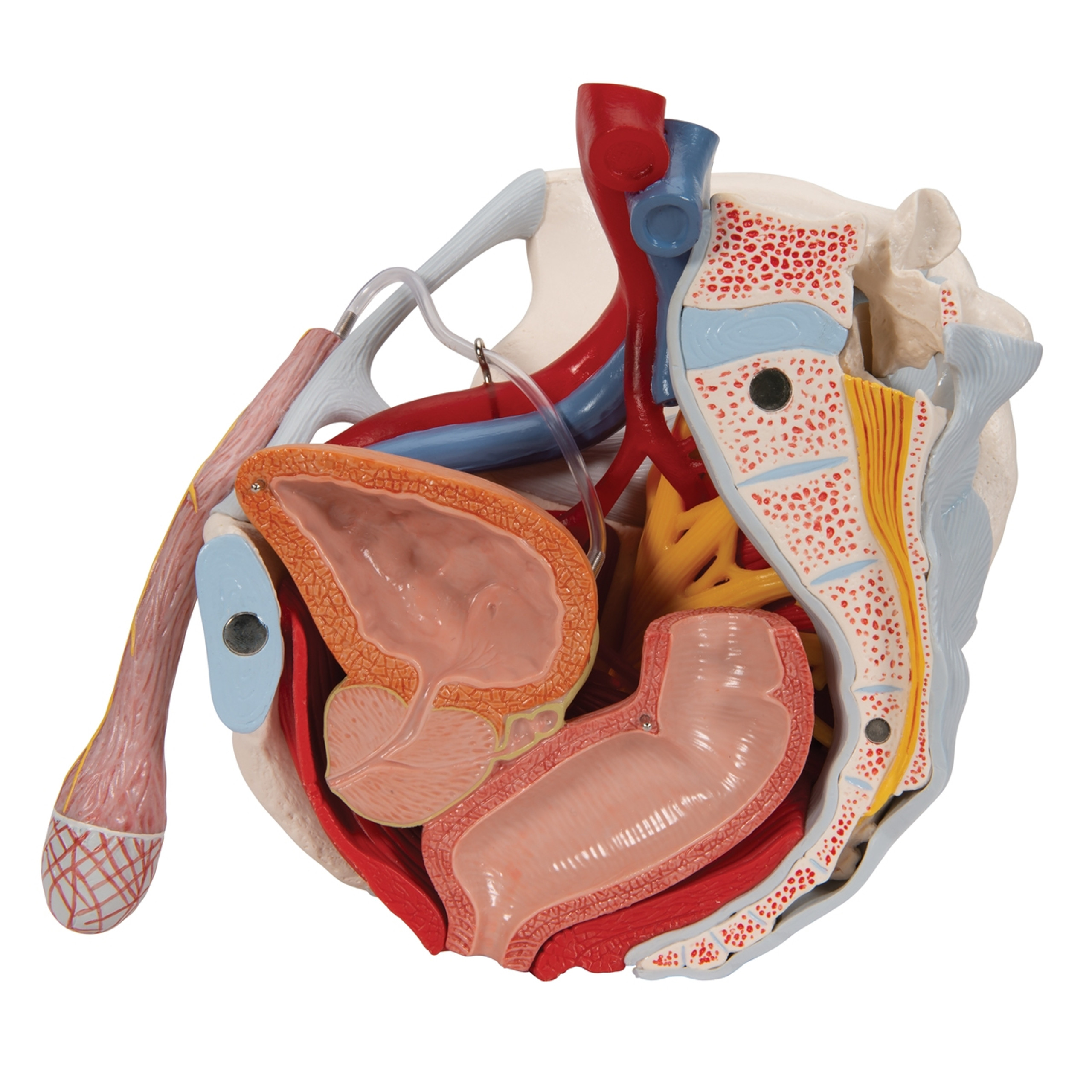 Male Pelvis Model With Ligaments Vessels Nerves Pelvic Floor And Genital Organs H213 1013282 4287