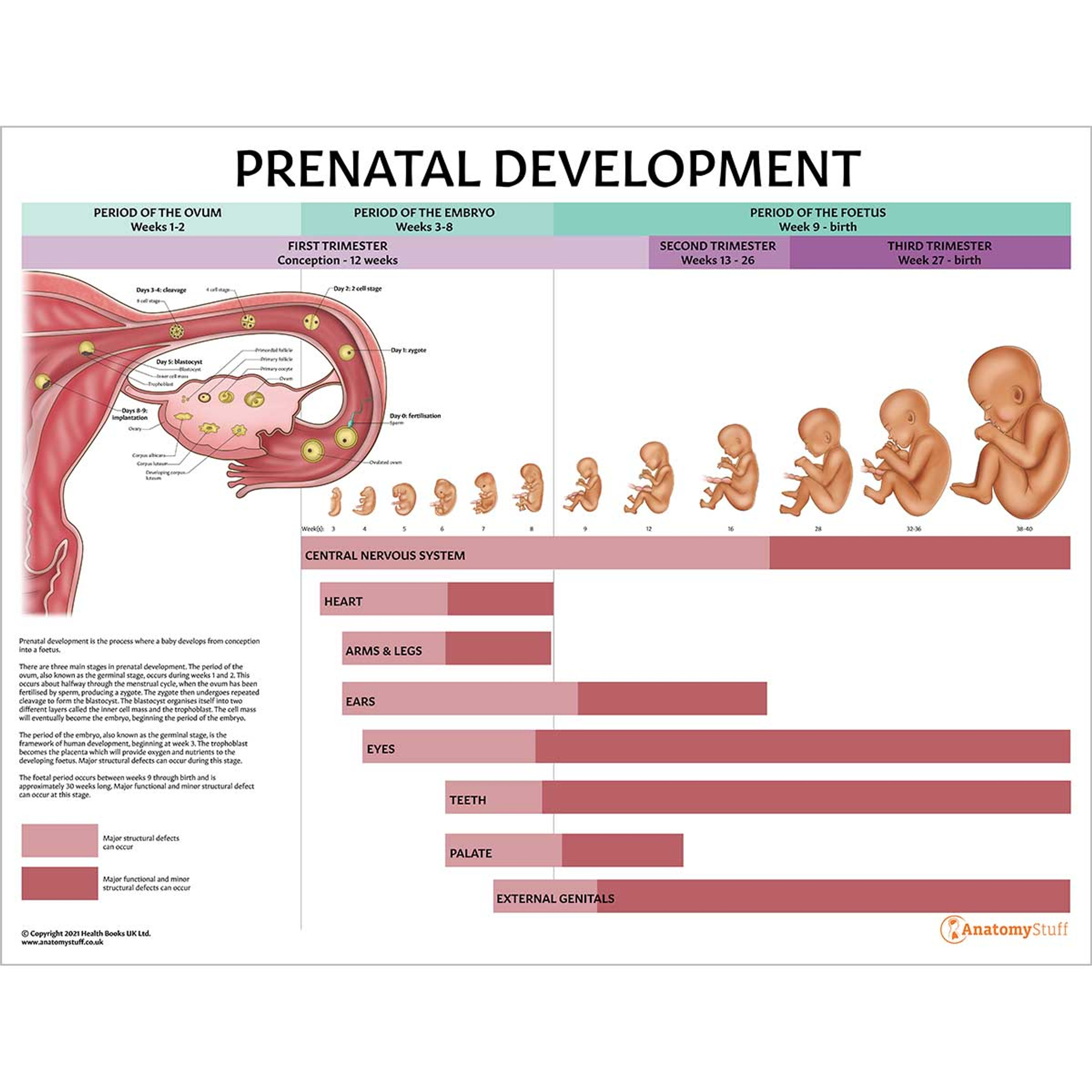 Prenatal Development Chart Ovum Embryo Foetus 5442