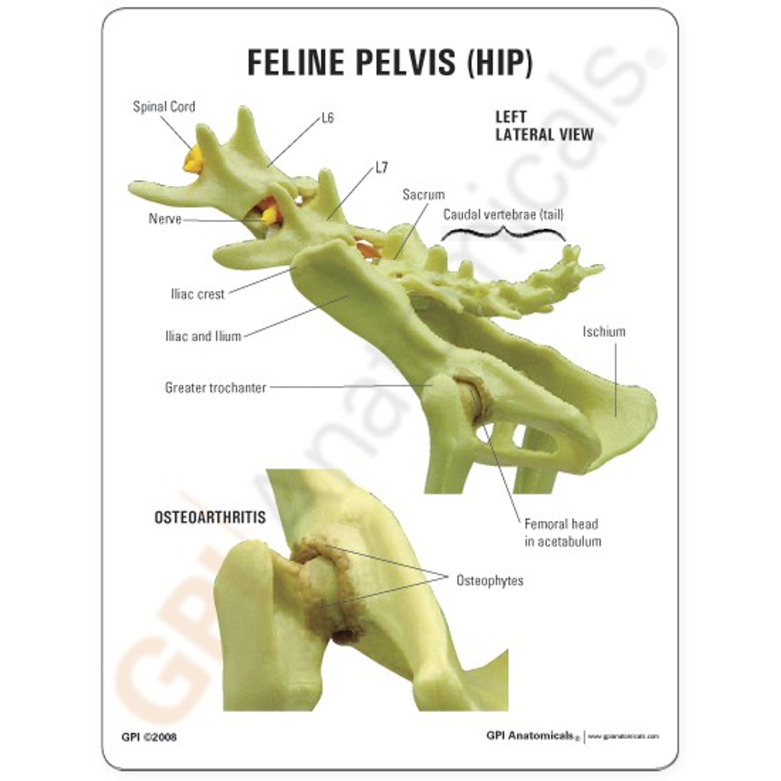 feline hip xray normal