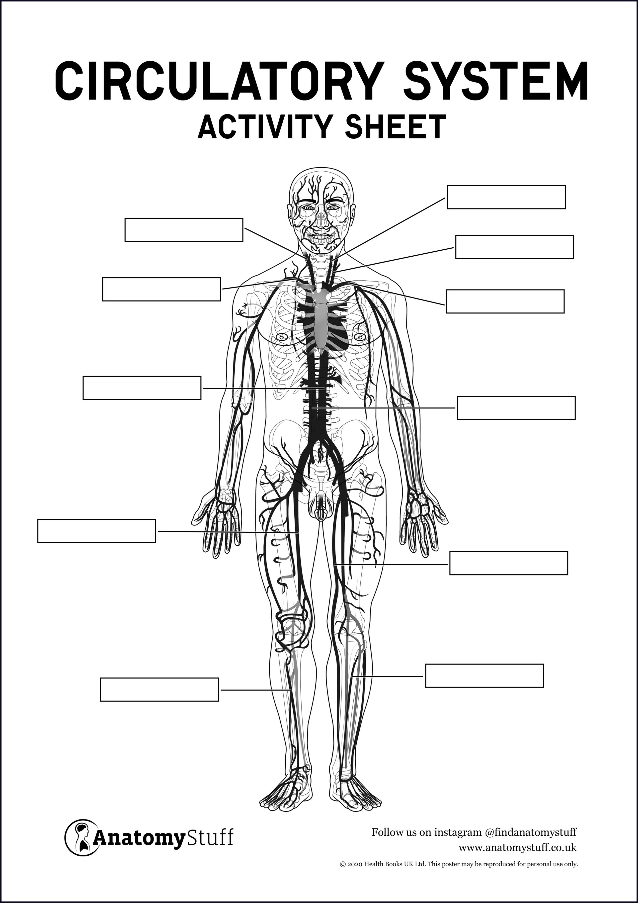 circulatory-system-anatomy-activity-sheet-pdf