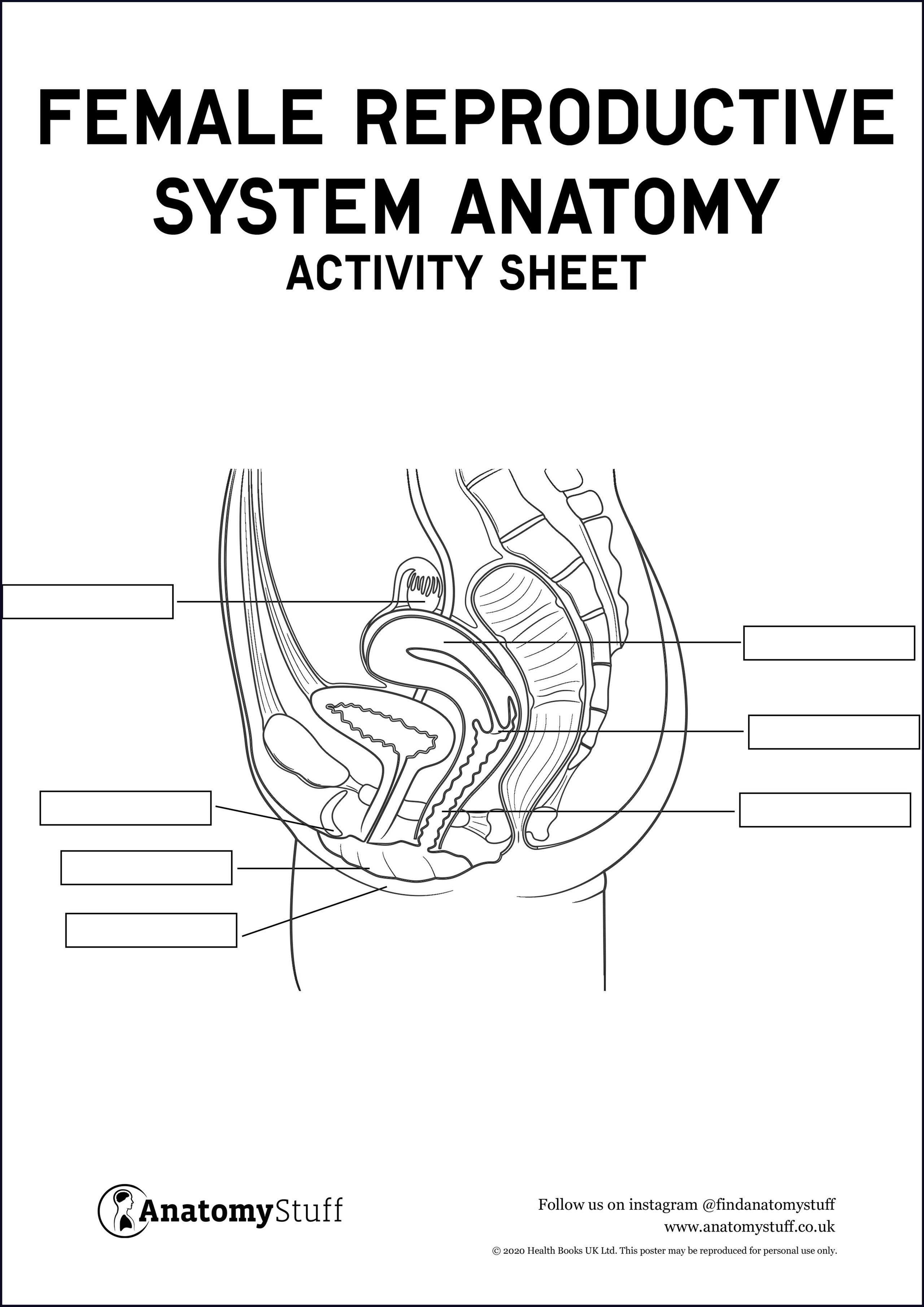 Female Reproductive System Anatomy Activity Sheet Pdf 