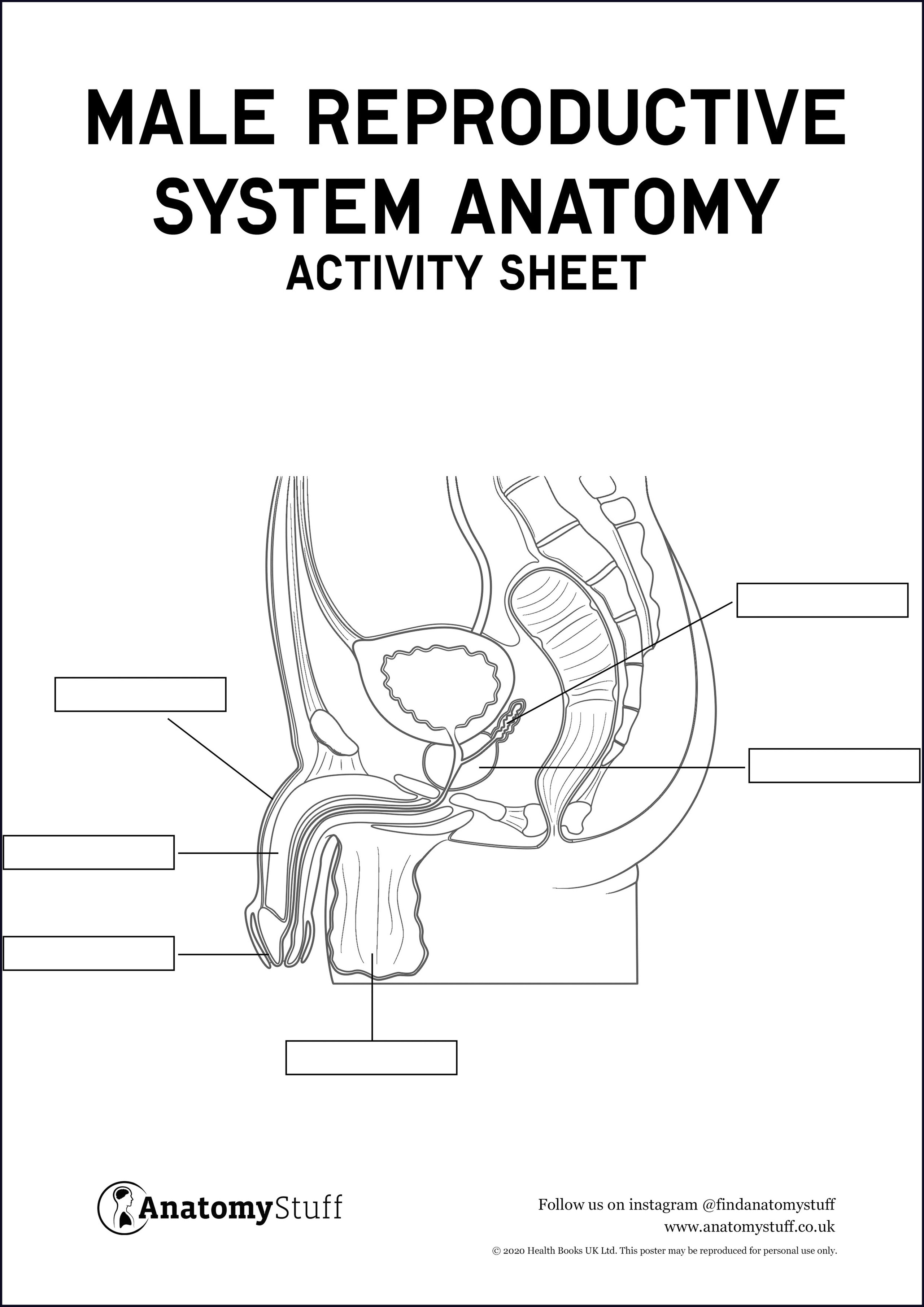 Male Reproductive System Anatomy Activity Sheet Pdf 2492