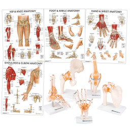 Budget Foot and Ankle Joint Model