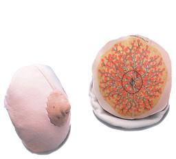 Female Breast Model Anatomical Model of Human Mammary Gland During  Quiescent Period (2 Parts) Obstetrics and Gynecology Teaching Tool Lab  Supplies for Scientific Research Display : : Toys & Games