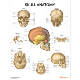 Male Human Skull with Brain and Stand - Bone Clones, Inc. - Osteological  Reproductions