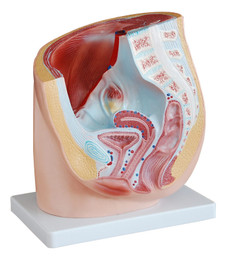 Ligaments of the Female Pelvis - Download Free 3D model by University of  Dundee School of Medicine (@tilt) [34f74ad]