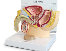 Pelvis, Anatomy Revision