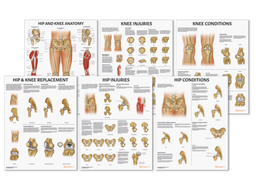 Hip & Knee Charts | Anatomy Charts | AnatomyStuff