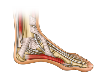 Budget Foot and Ankle Joint Model