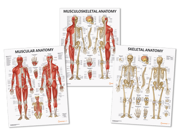 Skeleton Anatomical Charts | Muscle & Joint Anatomy Charts | Anatomy ...