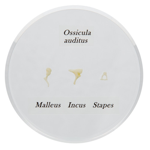 Life-size Auditory Ossicles Model E13 1000253