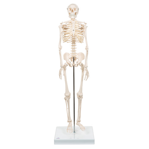 Shorty Skeleton A18/1000039 3B Scientific model