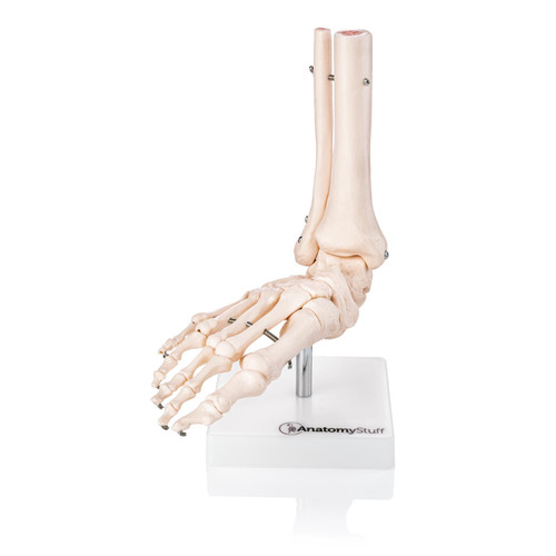 Budget Foot and Ankle Joint Model XC-113