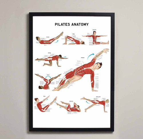 Pilates Anatomy Fine Art Print