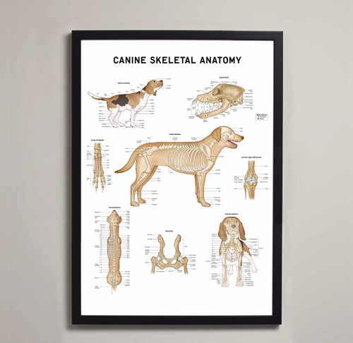 Canine Skeletal Anatomy Fine Art Print