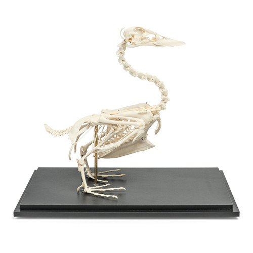 Duck Skeleton (Anas Platyrhynchos Domestica) 1020979