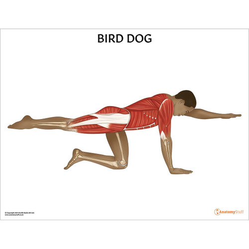 Bird Dog Pilates Pose Chart / Poster Laminated