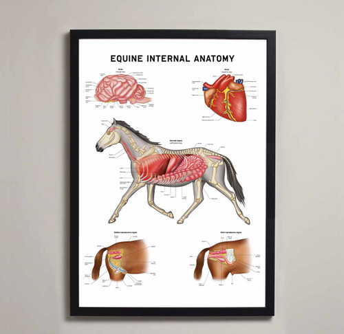 Equine Internal Anatomy Fine Art Print