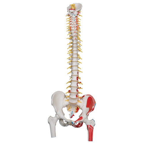 Flexible Spine Model with Femur Heads and Painted Muscles  A58/7