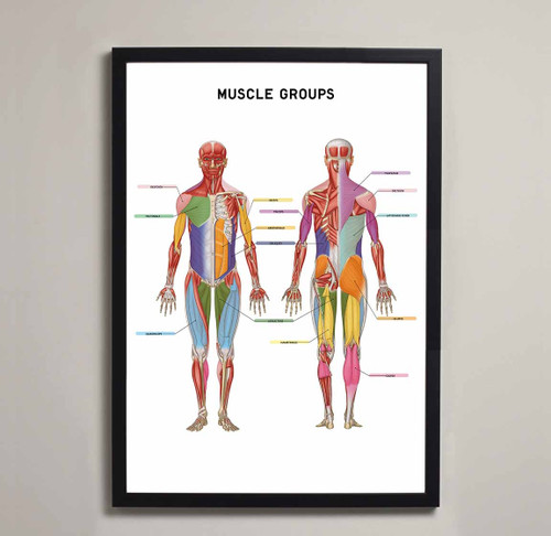 Muscle Groups Anatomy frame- Art Print
