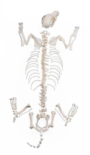 Disarticulated canine skeleton (small)