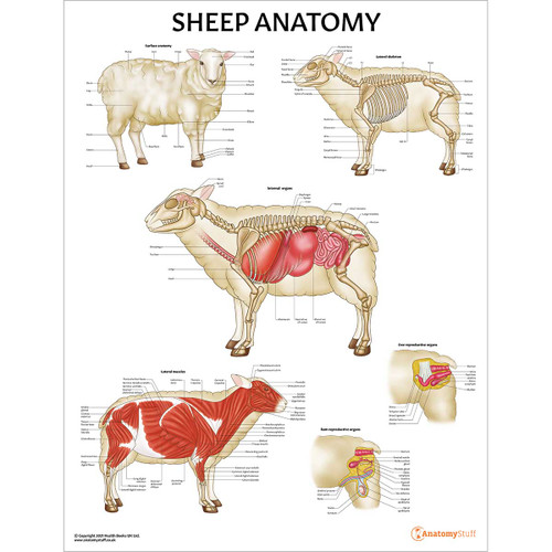 Laminated Sheep Anatomy Chart