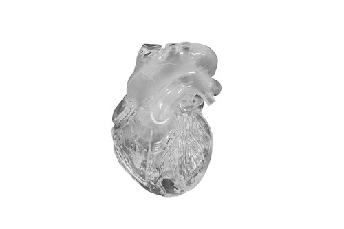 Transparent Flexible Heart Model (G510)