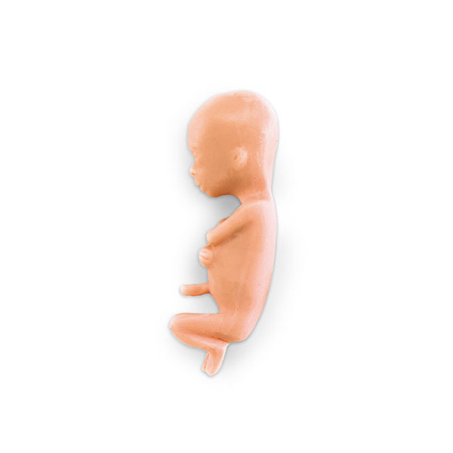 Foetus Model (13 weeks)
