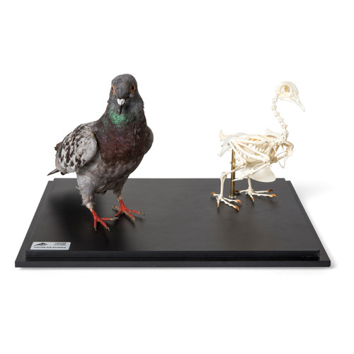 Pigeon and Pigeon Skeleton (Columba Livia Domestica) 1021040