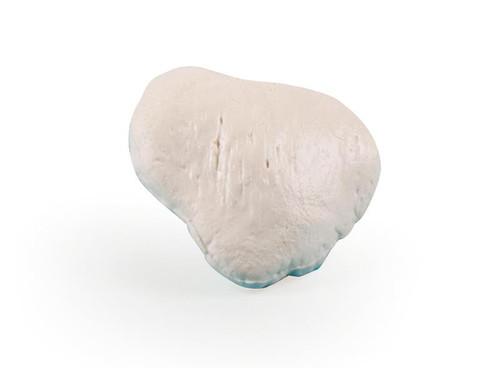 Patella Bone Model