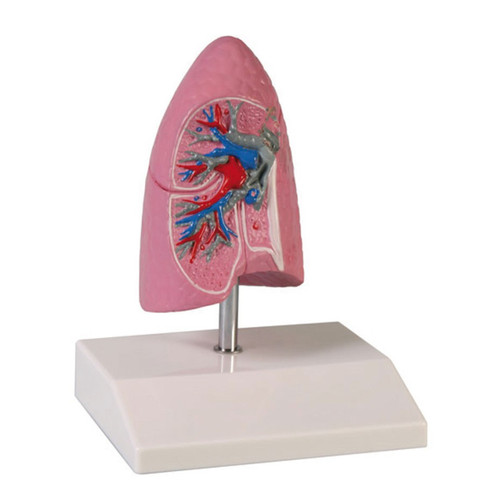 G252 Lung Model