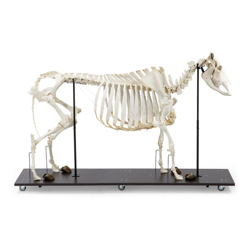 Cow Skeleton (Bos Taurus)