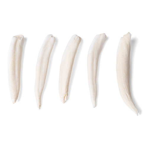 Animal Teeth Model Collection