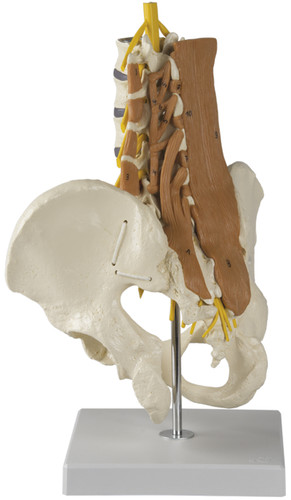 Lumbar Spine and Pelvis Model with Musculature 4050