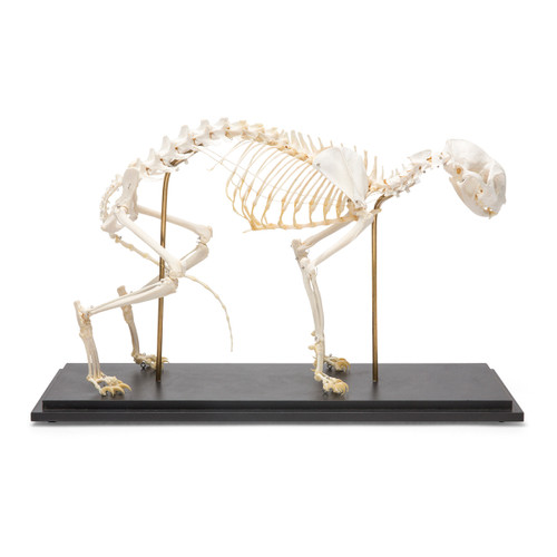 Cat Feline Skeleton Bones