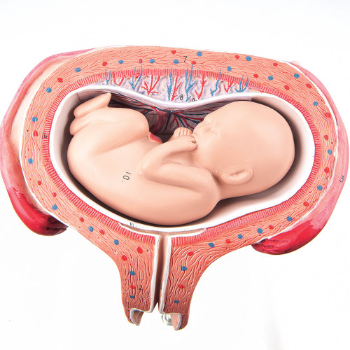 5th Month Foetus Model (Transverse Lie) L10/6