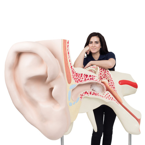 VJ510 World's Largest Ear Model (15 times life size