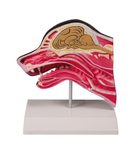 Canine Head Section Model
