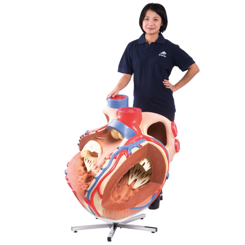VD250 Giant Heart Model (8 times life size)