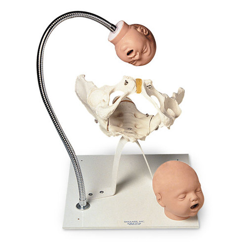 Pelvis Model with Foetal Heads on Stand