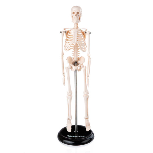 Budget Desktop Skeleton Model