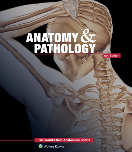 The world’s best anatomical charts of 56 - Anatomy & Physiology