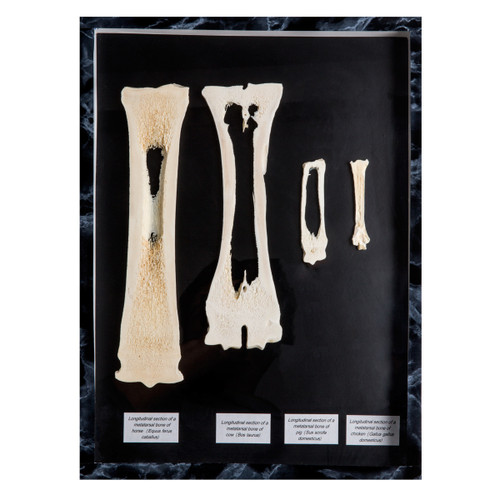 Mammalian Metacarpal and Metatarsal Bones Display 1021047