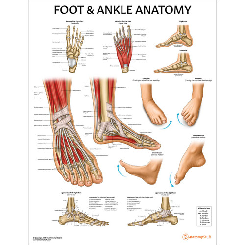 Foot & Ankle Anatomy Chart / Poster - Laminated