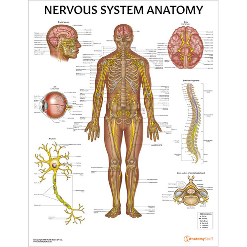 Nervous System Anatomy Chart