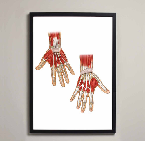Hand & Wrist Anatomy Fine Art Illustration Print
