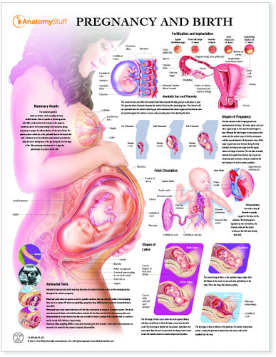 Laminated Pregnancy and Birth Chart