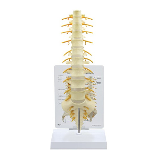 T8 to Sacrum Spine Model 1510