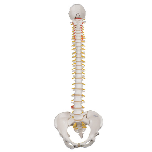 Classic Flexible Spine Model with Female Pelvis A58/4